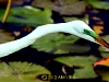 no-r-egret