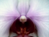 old-fashioned-orchid_0