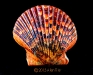 orange-scallop