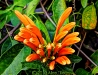 orange_0