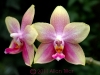 orchid-at-home