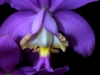 orchid2-copy