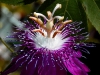 passion-flower