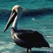 pelican2