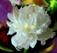 peony-3