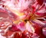 peony-june-2010-01