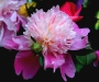 peony-june-2010