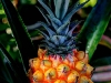 pineapplehdr