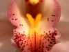 pink-orchid-2