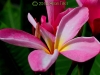 plumeria_0