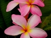 plumeria_1