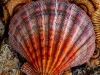 scallop_0