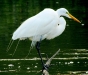 snowy-egret-2011