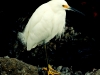 snowy-egret