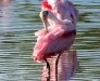 spoonbill-2-16th-2011_0