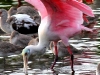 spoonbill-feeding