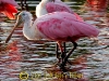 spoonbill_0