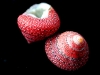 strawberry-shells