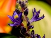 the-blue-bud