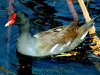 the-gallinule