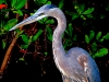 the-great-blue-heron-2011_1