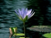 waterlilly-2