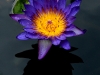 waterlily