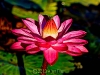 waterlily_0