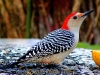 woodpecker