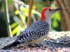 woodpecker_0