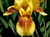 yellow-iris-2011