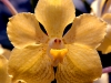 yellow-orchid-11