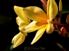 yellow-plumeria