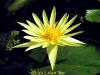 yellow-waterlily