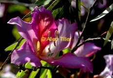 orchid-tree01