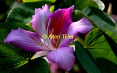 orchid-tree02