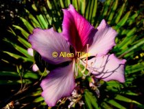 orchid-tree03