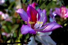 orchid-tree04