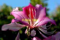 orchid-tree05