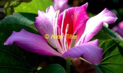orchid-tree06
