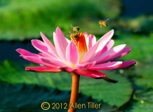 3-bees