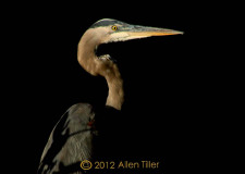 a-great-blue-heron