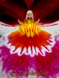 a-miltonia