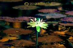 alpha-1