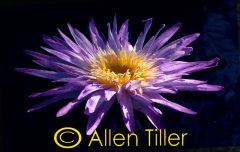 anemone