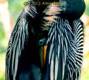 anhinga
