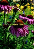 another-bee_0