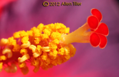 balls-of-pollen