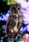 barred-owl
