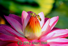 bee-haven
